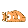 Urso e tigre 17