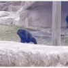 The Animals habit 5