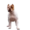 Cachorros 1 Movi 6