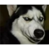 Husky 5