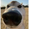 Husky 6