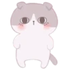 Cute Cats 5