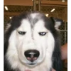 Husky 7