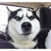 Husky 8