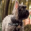 Perritos Guau Guau 9
