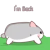 Grey Hamster MOV. 8