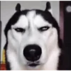 Husky 9