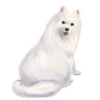 Cachorros 1 Movi 9