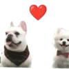 Cachorros 1 Movi 10