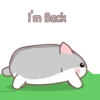 Grey Hamster .MOV 11