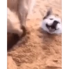 Husky 10