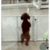 4.3 Baile peluche 11