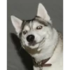 Husky 11