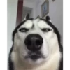 Husky 12