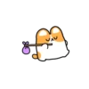Corgi bonitinho 10