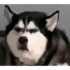 Husky 14