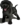 Cachorros 1 Movi 15