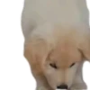 Cachorros 1 Movi 16