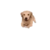 Cachorros 1 Movi 17