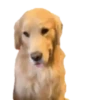 Cachorros 1 Movi 19