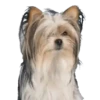 Cachorros 1 Movi 21