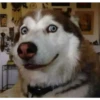 Husky 16