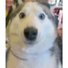 Husky 18