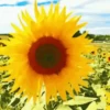 Girassóis 1 23