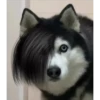 Husky 19