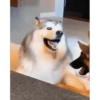Husky 20