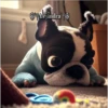 Perritos Guau Guau 23