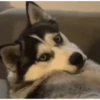 Husky 21