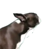 Cachorros 1 Movi 23