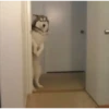 Husky 22
