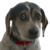 Cachorros 1 Movi 25