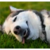 Husky 23