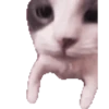 Cats 7