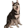 Cachorros 1 Movi 27