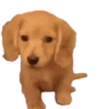 Cachorros 1 Movi 28