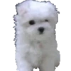 Cachorros 1 Movi 30