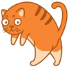 Startled Cat
