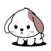 Cute puppy 19