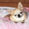 Perro Chihuahua Mov 6