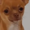 Perro Chihuahua Mov 7