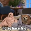 Perro Chihuahua Mov 8