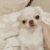 Perro Chihuahua Mov 9