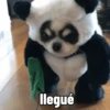 Perro Chihuahua Mov 10