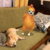 Perro Chihuahua Mov 11