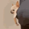 Perro Chihuahua Mov 12