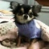 Perro Chihuahua Mov 13